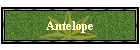 Antelope